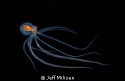 This is an undescribed pelagic octopus we observed on a b... by Jeff Milisen 